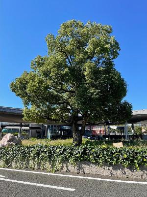 竜王駅北口駅前広場のクスノキの写真