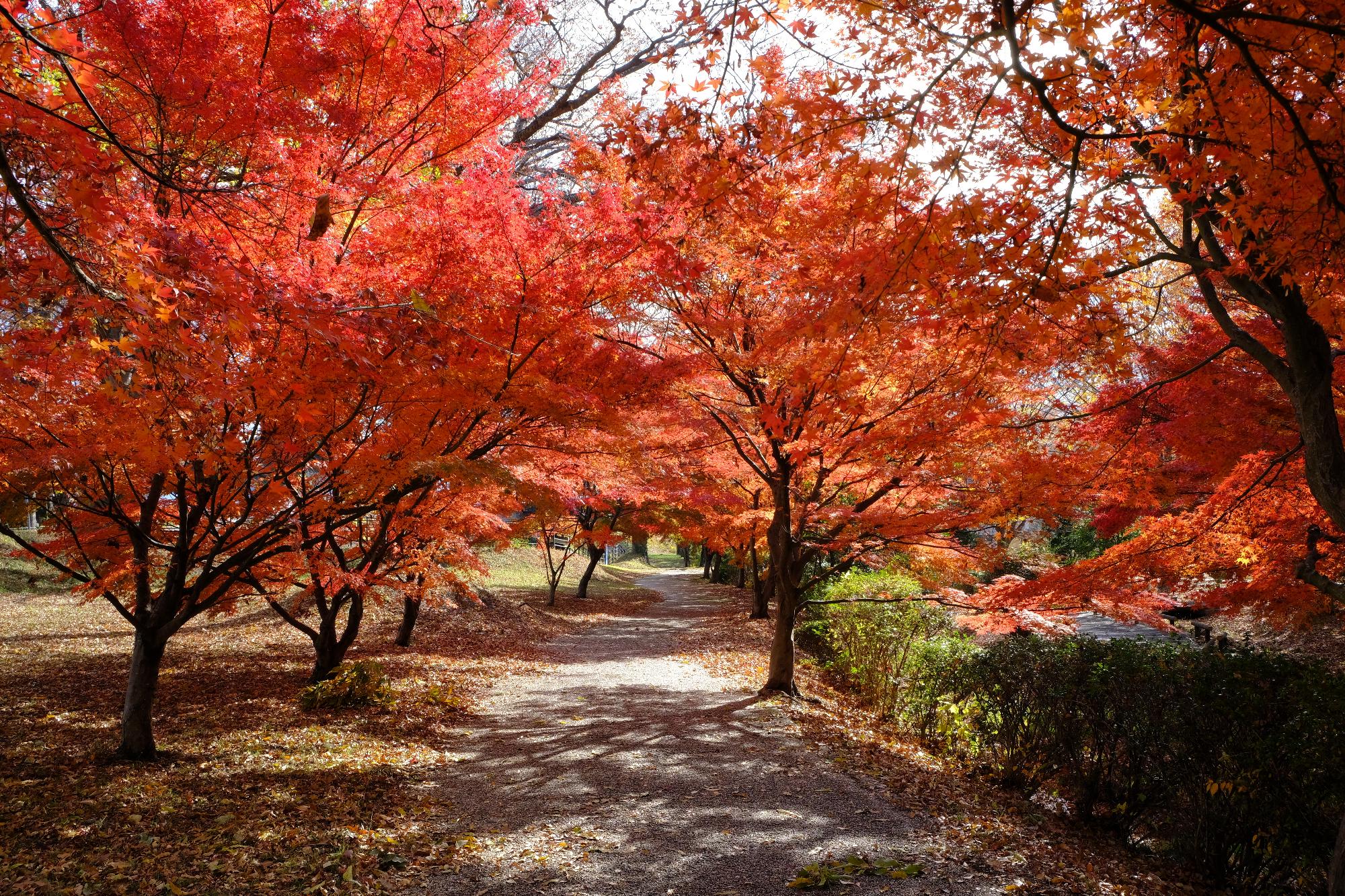 信玄堤公園の木々の写真