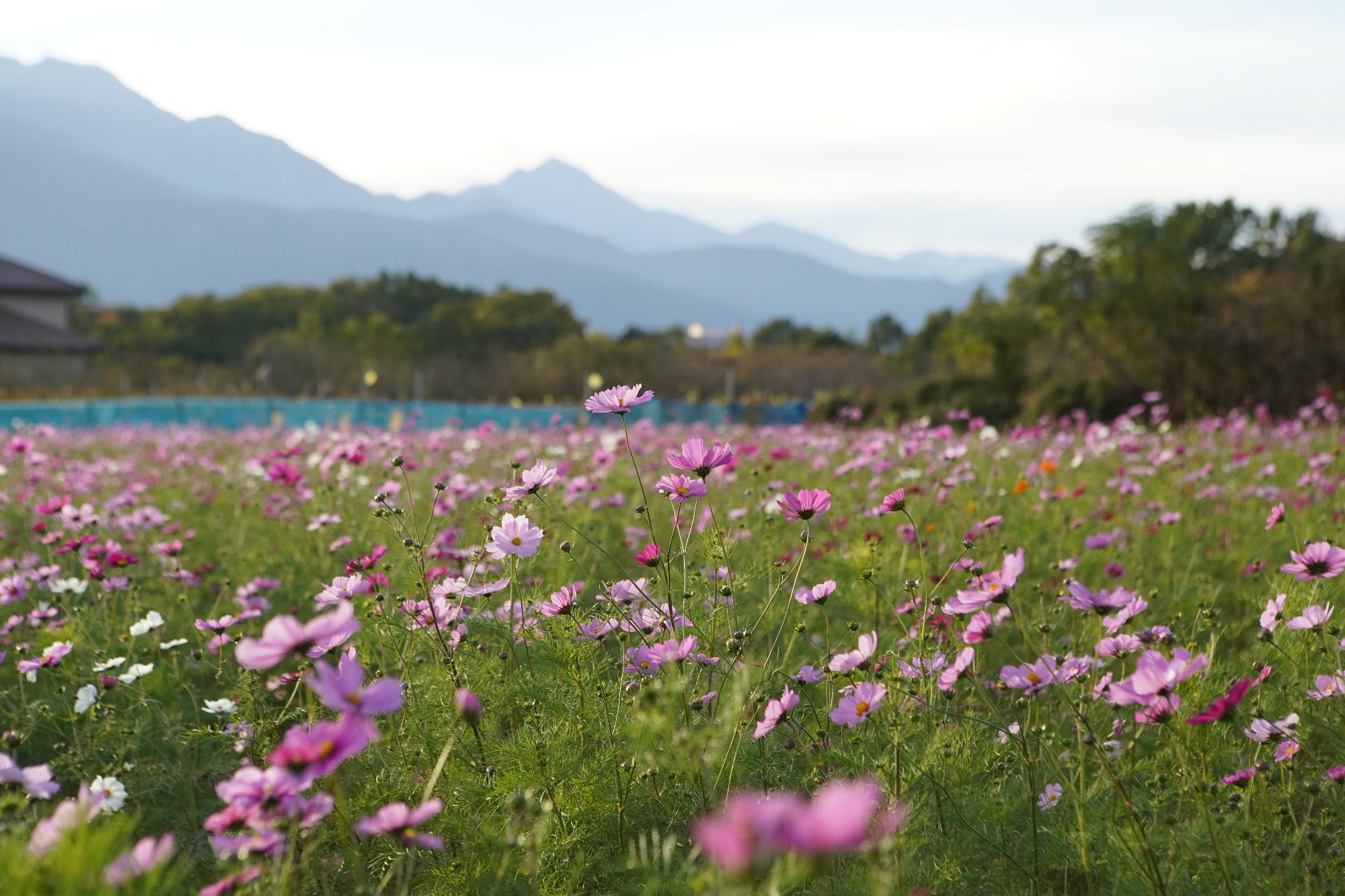 岩森のコスモス畑の写真