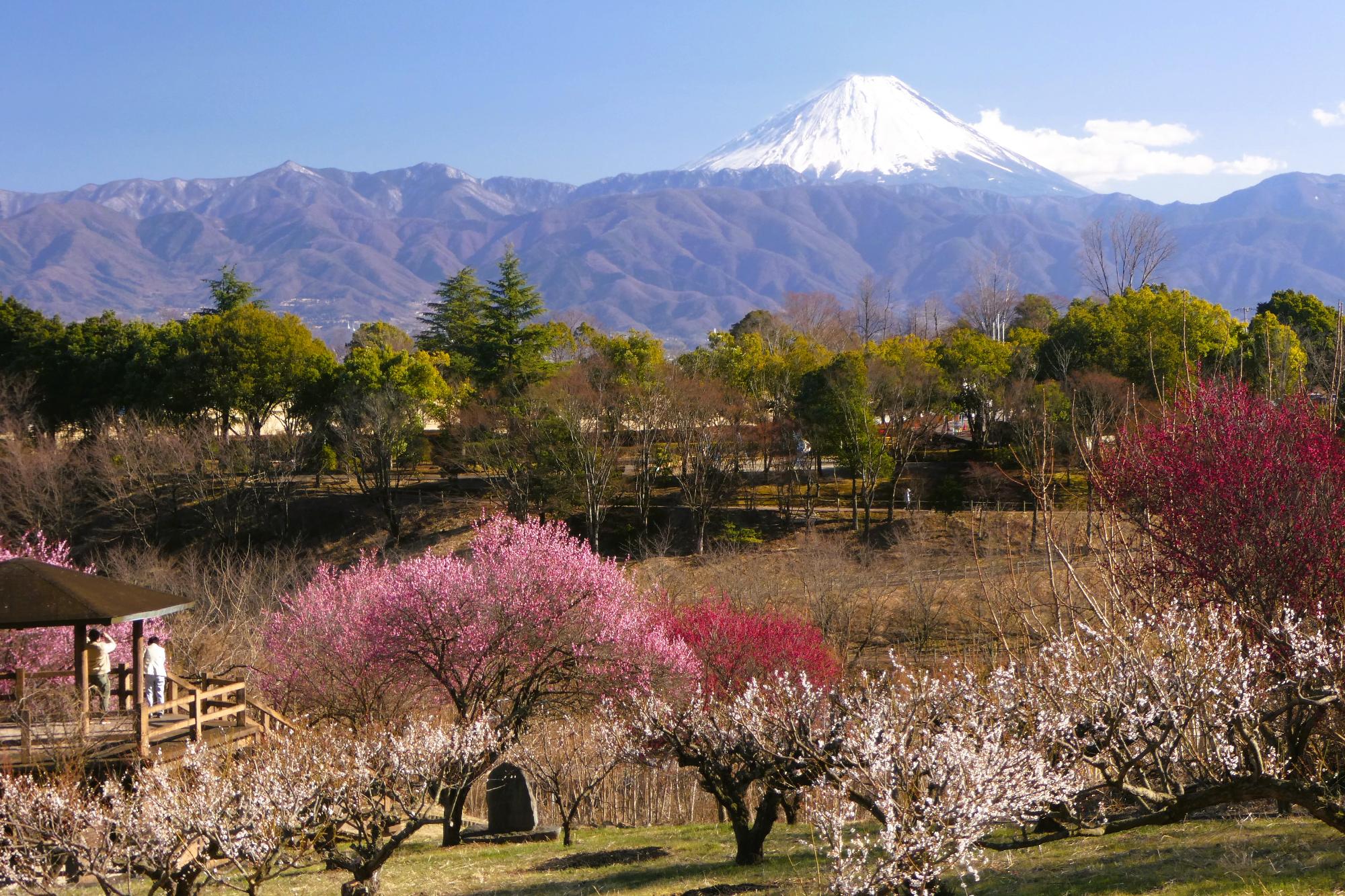 敷島梅の里から見る富士山の写真