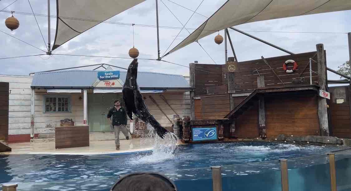 アシカのショー