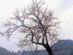 如意寺のナシの写真