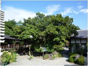 法久寺本堂東側にあるカシワの写真
