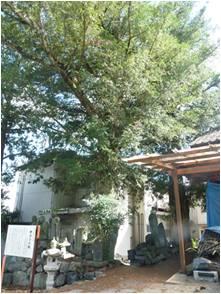 妙善寺の榧の写真
