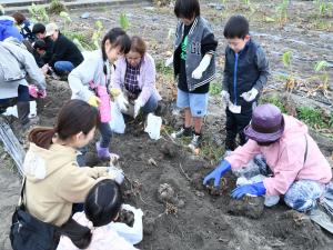たくさん実がついている親芋をもってかえろう