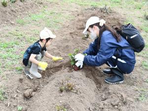 お母さんと二人で掘っている様子