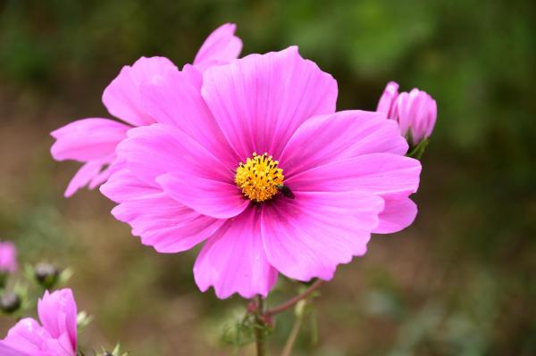 コスモスの写真その１