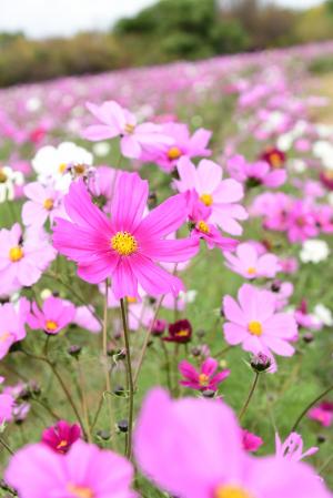 コスモスの写真その２