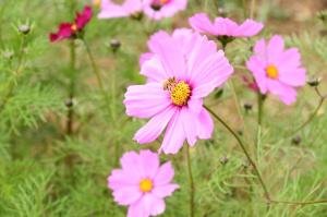 コスモスの写真その３