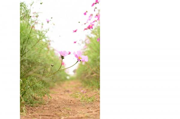 コスモスの写真その５