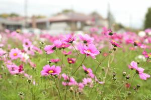 コスモスの写真その６