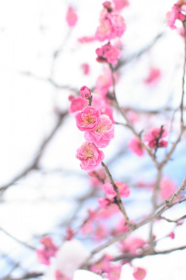紅色の梅の花の写真