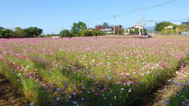 コスモス満開の遠景写真