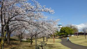 桜写真９