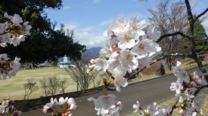桜写真10