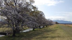桜写真11