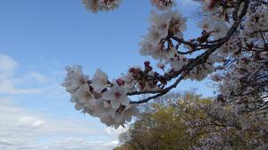 桜写真12