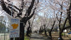 桜写真15