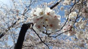 桜写真16