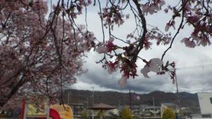桜写真14