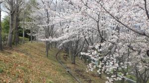 桜写真17