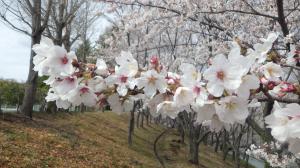 桜写真18