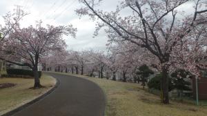 桜写真19