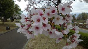 桜写真20