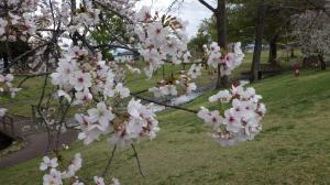 桜写真22