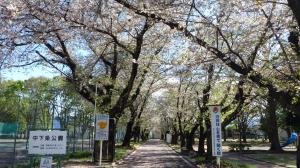 桜写真23