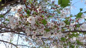 桜写真24
