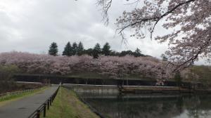 桜写真25