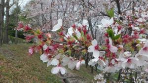 桜写真26