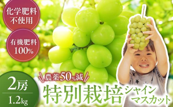 農薬50％減の特別栽培シャインマスカット　2房1.2kg