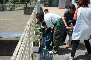 野菜の苗を植え付け３