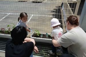 野菜の苗を植え付け４