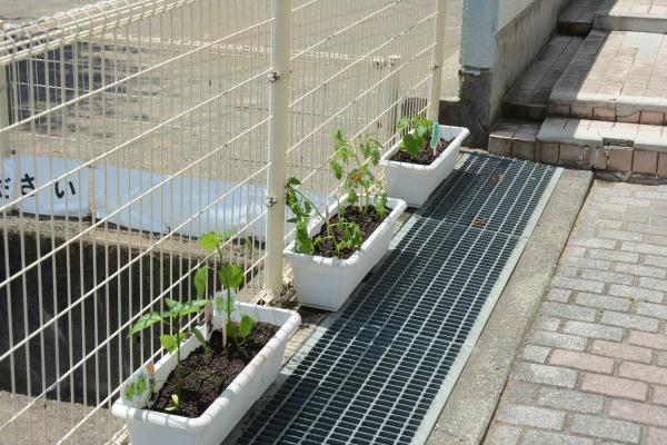 野菜の苗を植え付け５