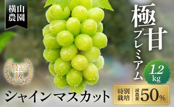 特別栽培シャインマスカット1.2キロ
