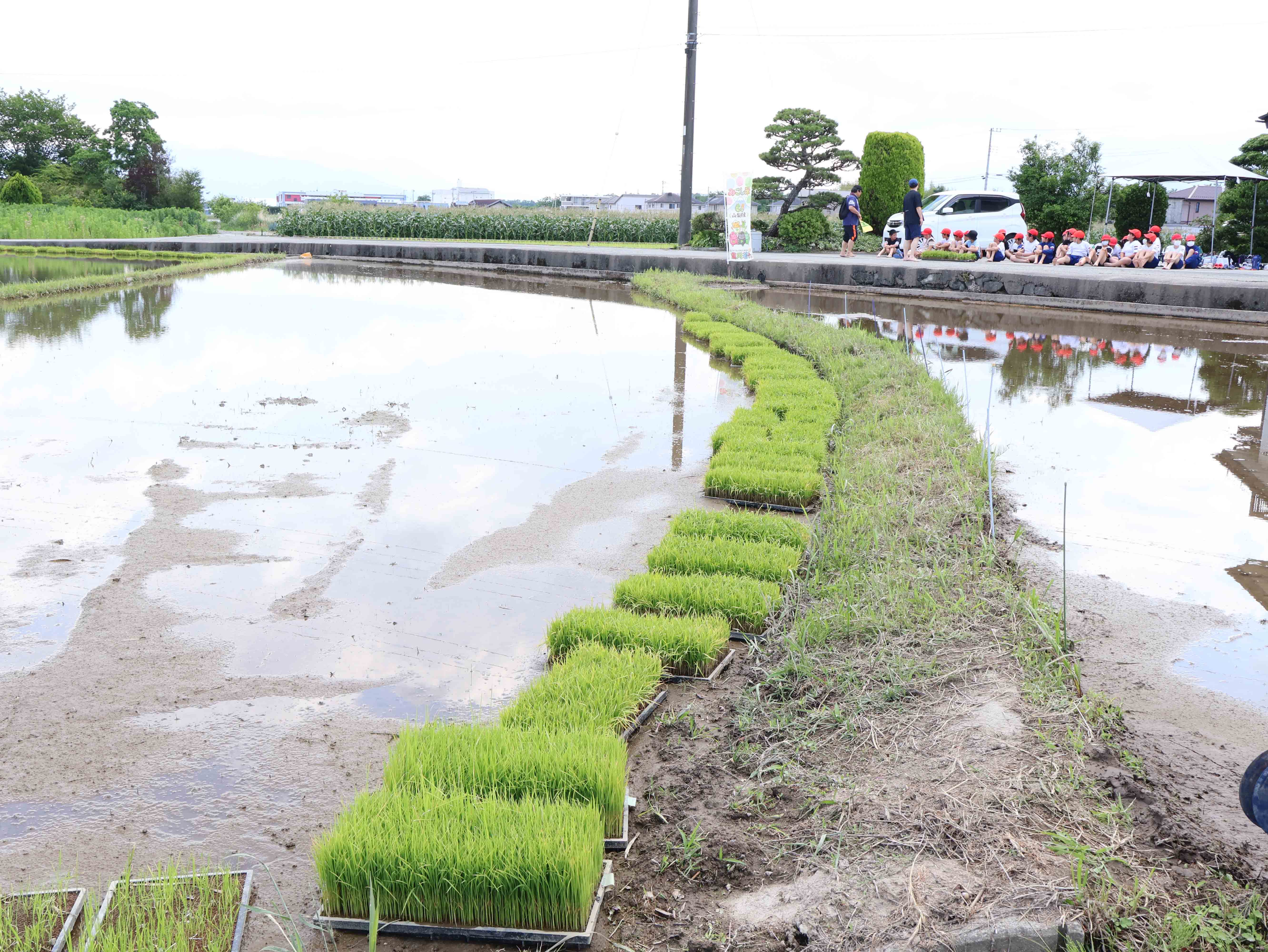 田植え用の苗