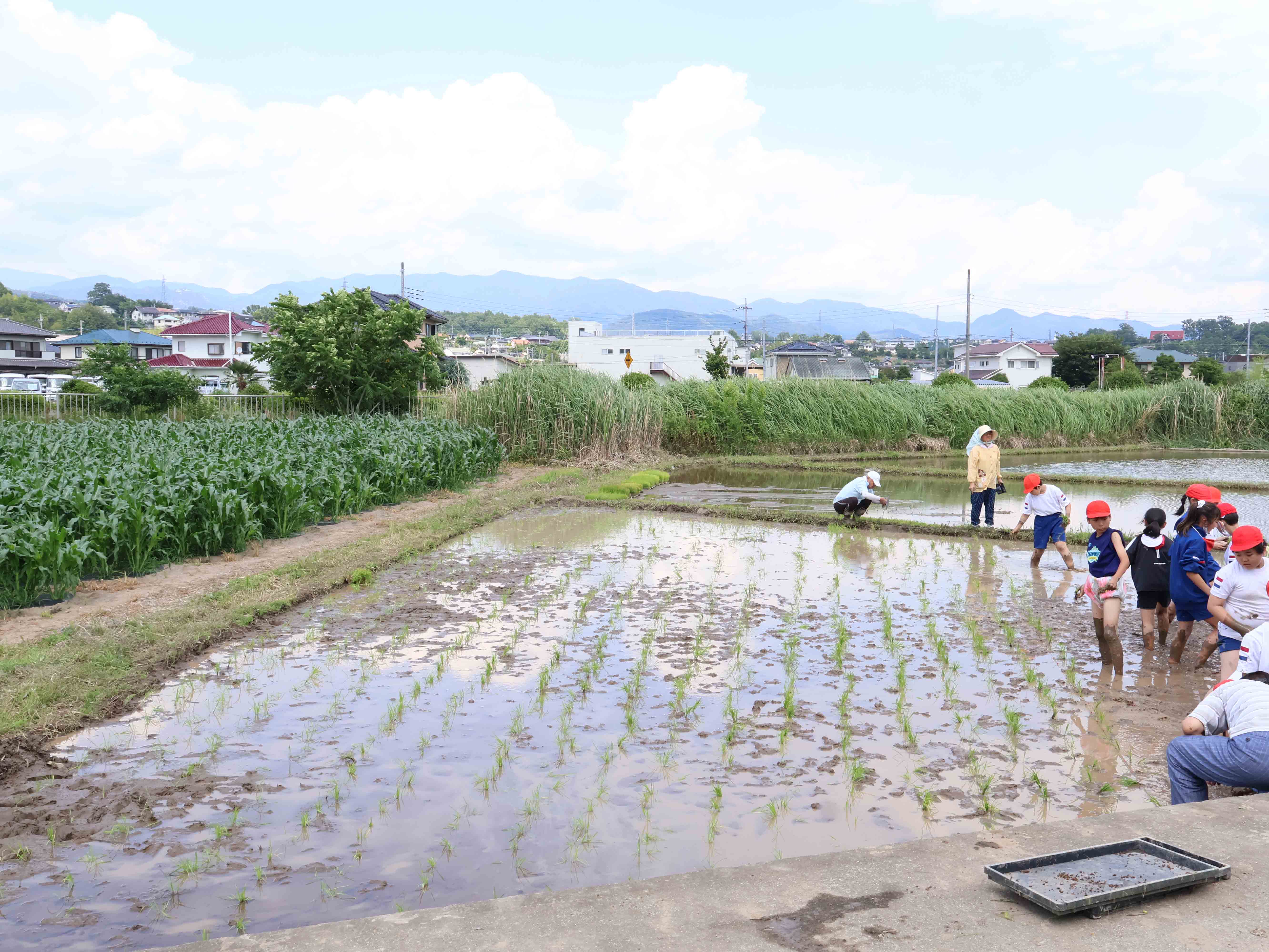 田植えをした後の田んぼ