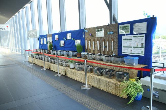 竜王駅南北自由に展示された鈴虫
