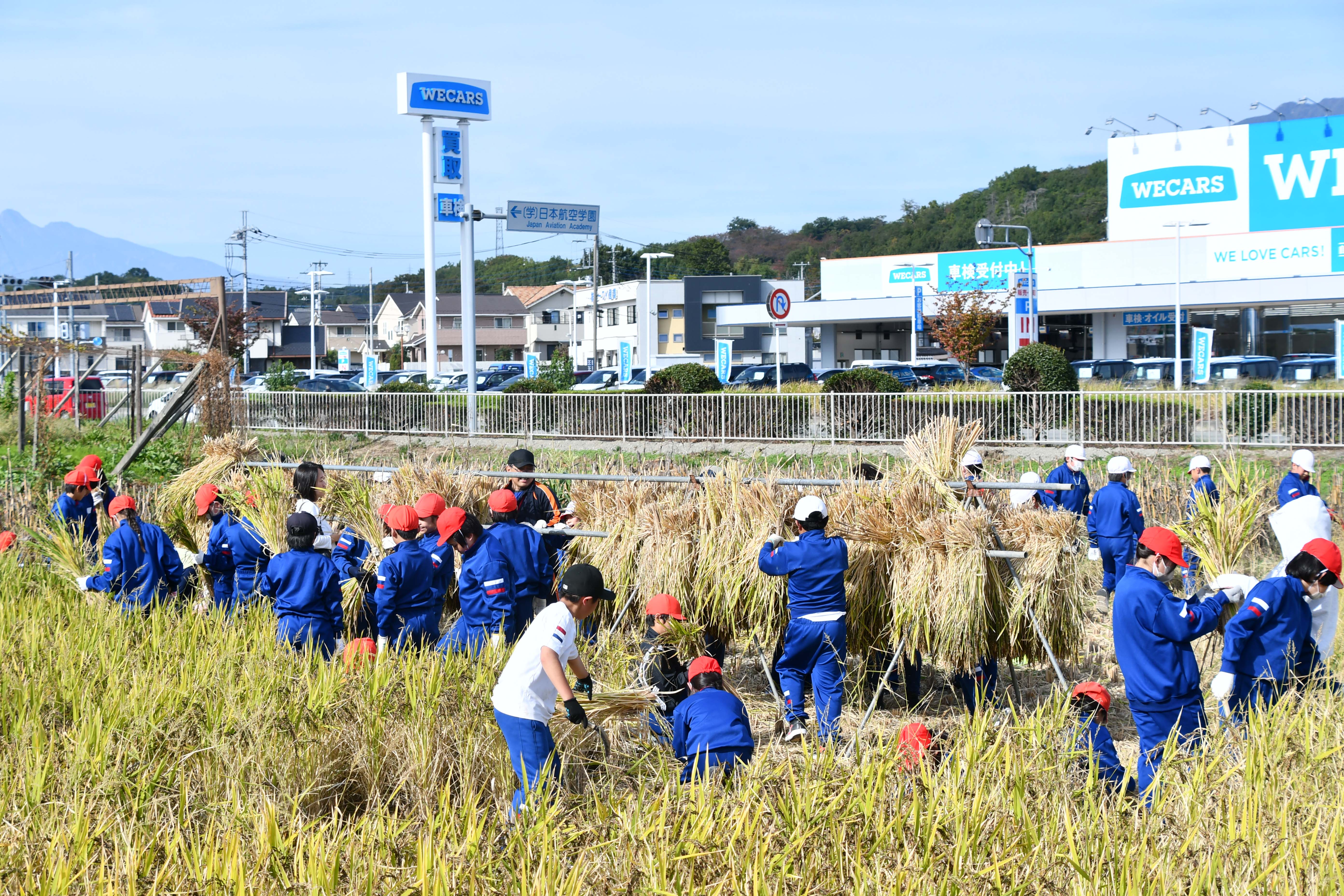 みんなで稲束を干しました