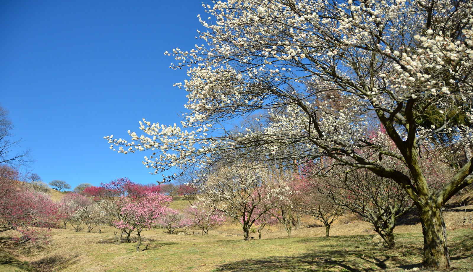 敷島総合公園の梅林