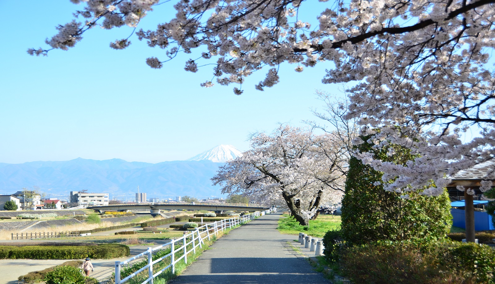 千松橋から望む桜と富士