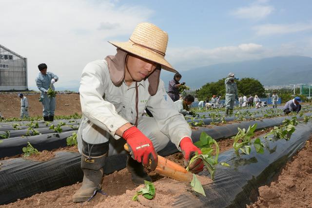 さつまいもを植え付けている写真4