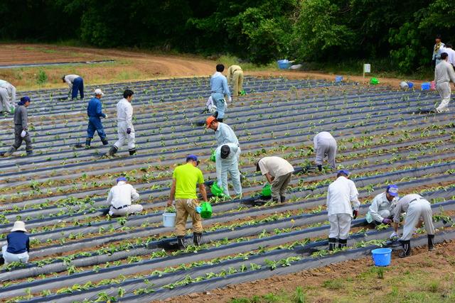 さつまいもを植え付けている写真9