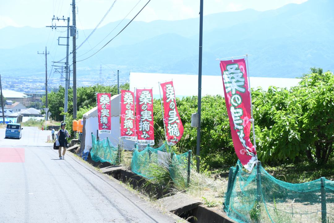 登美農園の目印の「のぼり」